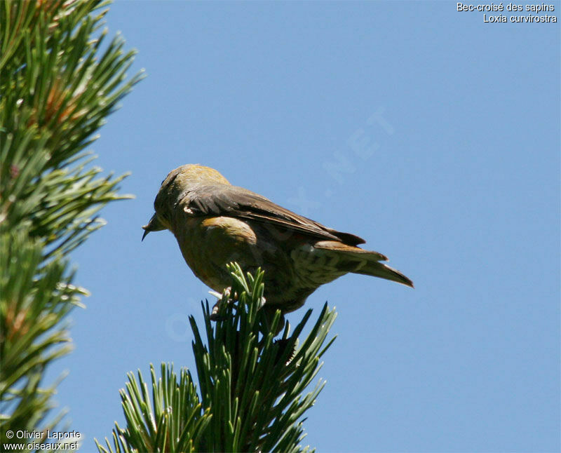 Red Crossbill