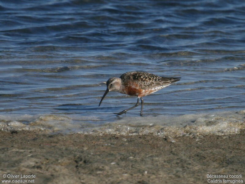 Bécasseau cocorliadulte, identification