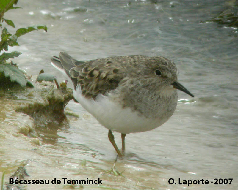 Bécasseau de Temminckadulte nuptial