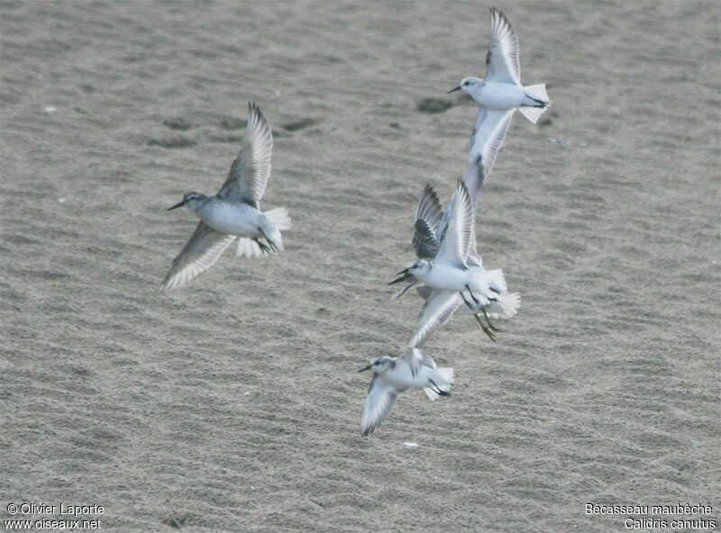 Red Knot