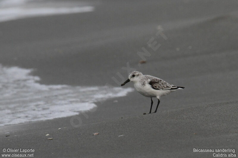 Bécasseau sanderling