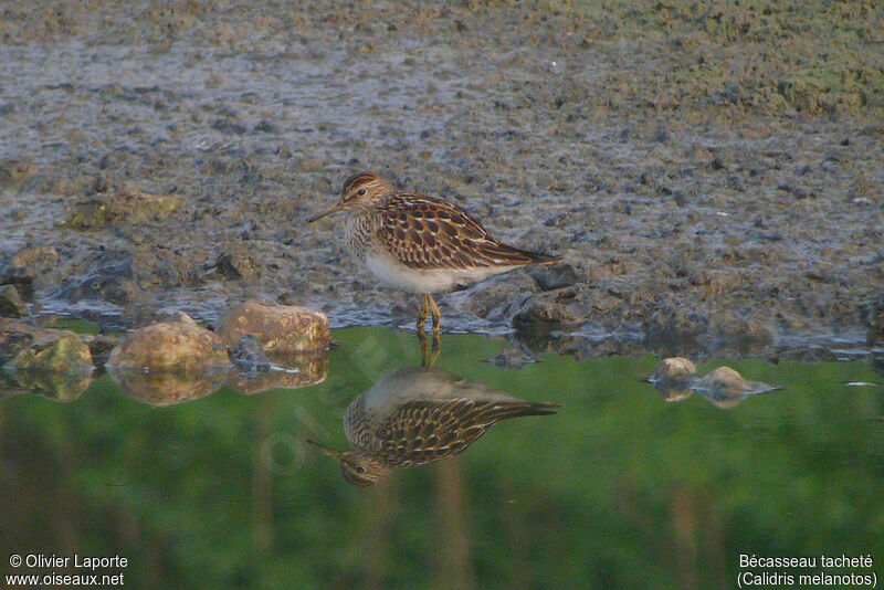 Bécasseau tachetéimmature