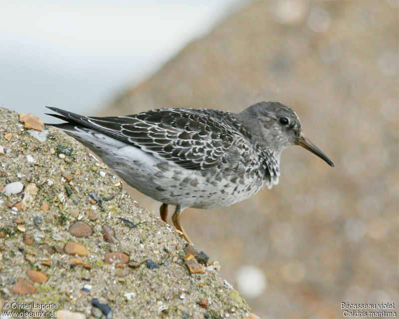 Purple Sandpiperjuvenile, identification