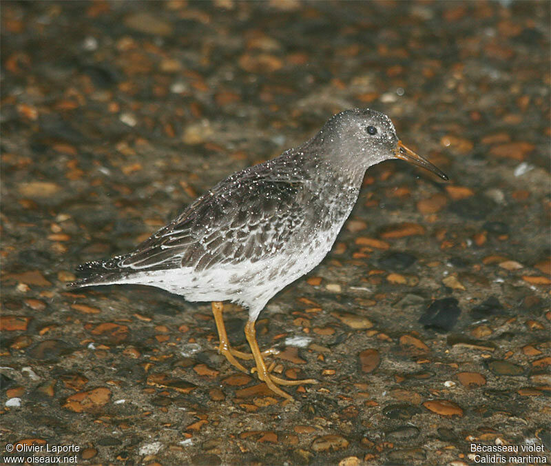 Purple Sandpiper