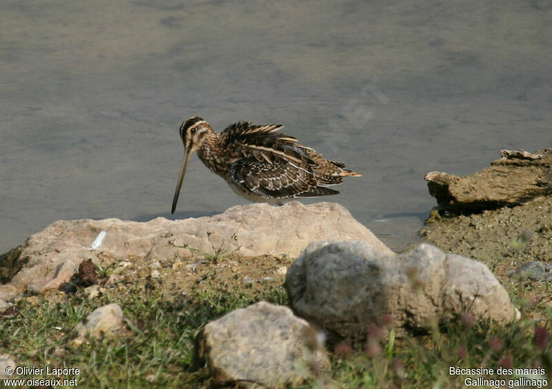 Common Snipe, identification