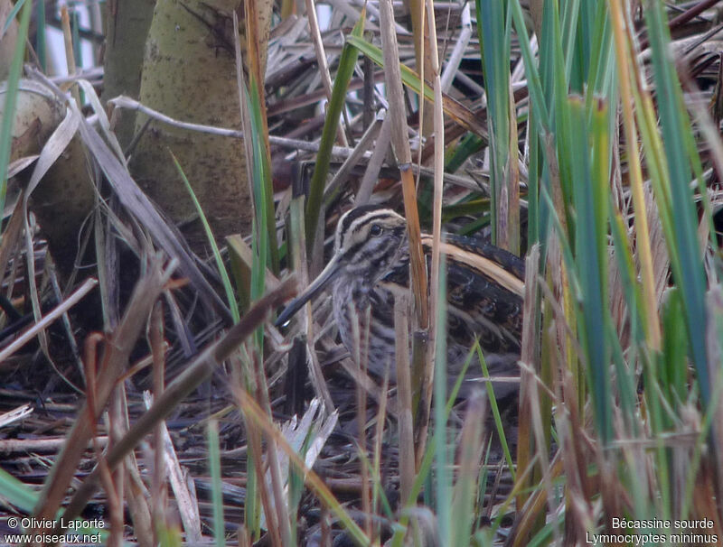 Jack Snipe