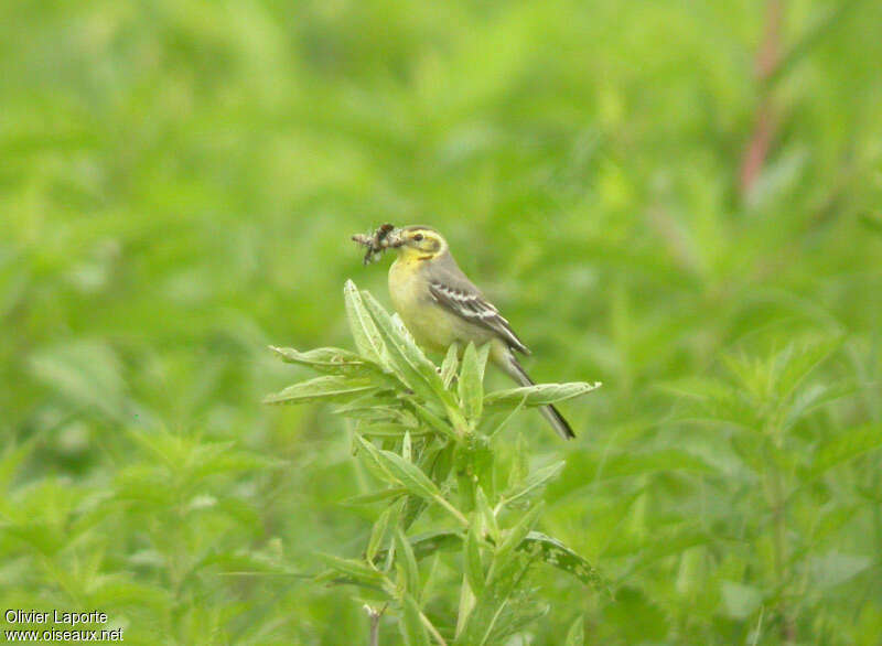 Citrine Wagtail female adult, feeding habits