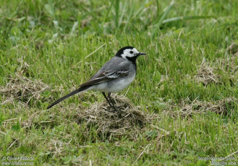 Bergeronnette grise, identification