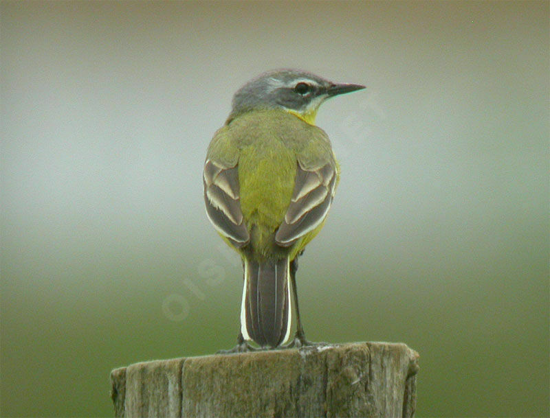 Western Yellow Wagtail