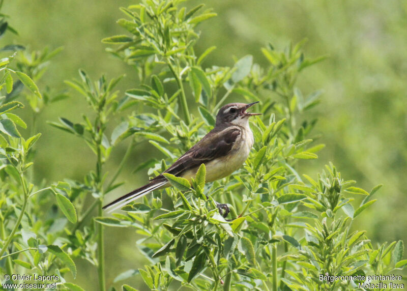 Western Yellow Wagtail, song