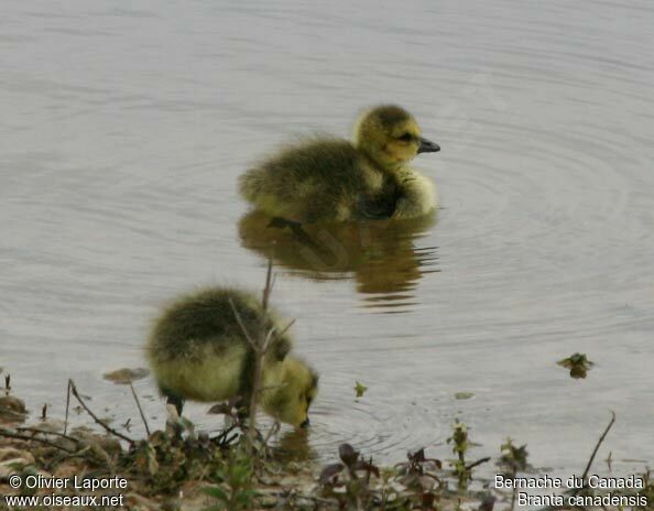 Canada Goosejuvenile