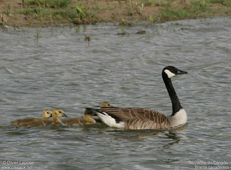 Canada Goose