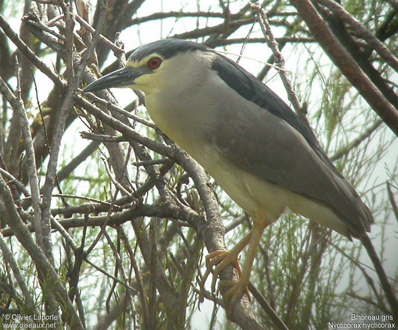 Black-crowned Night Heron