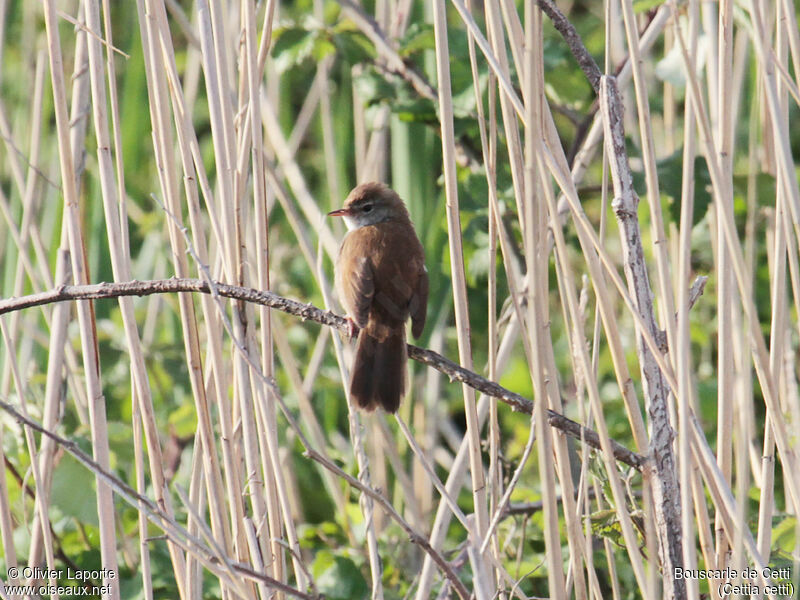 Bouscarle de Cetti