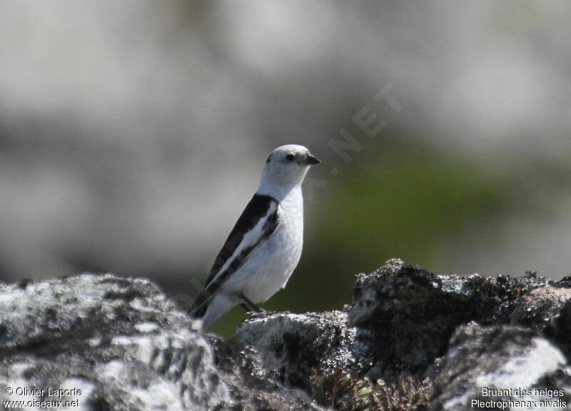 Bruant des neiges mâle adulte nuptial