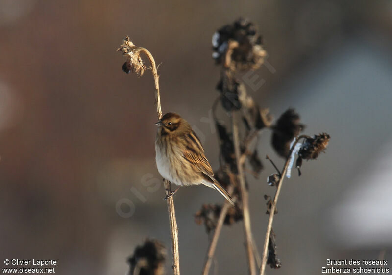 Bruant des roseaux, identification