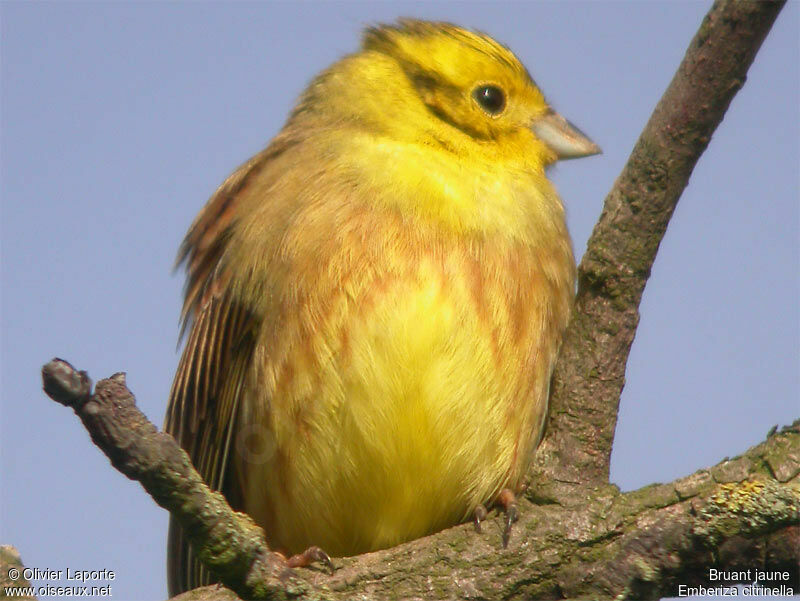 Bruant jaune mâle adulte