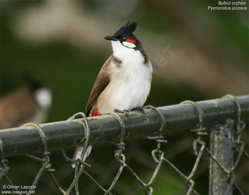 Bulbul orphée