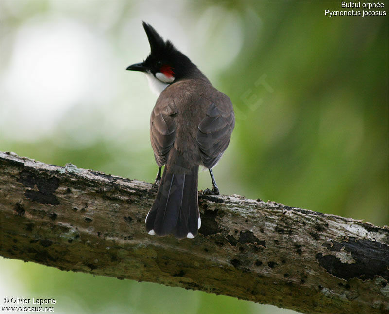 Red-whiskered Bulbul