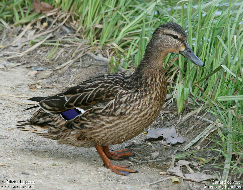 Mallard female adult breeding