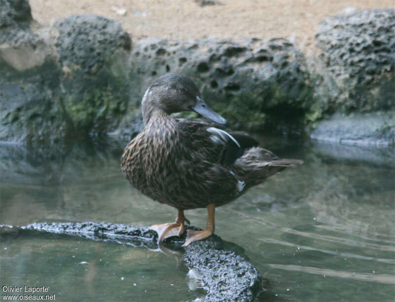 Canard de Melleradulte, portrait