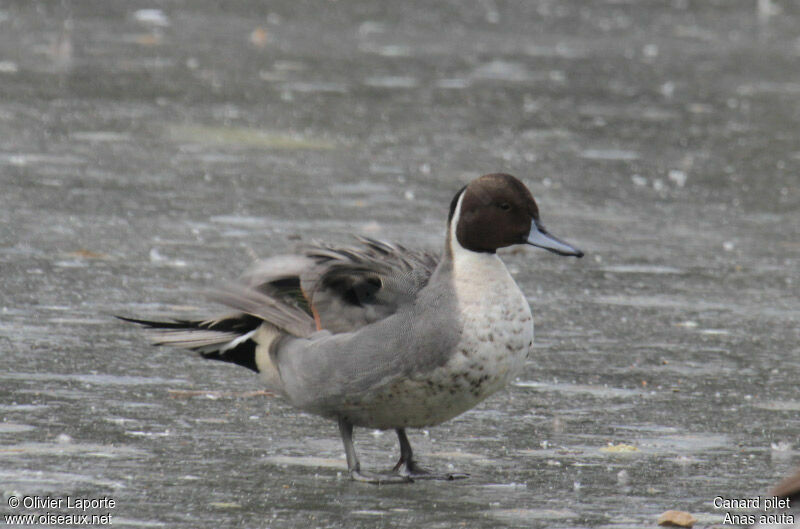 Canard pilet femelle