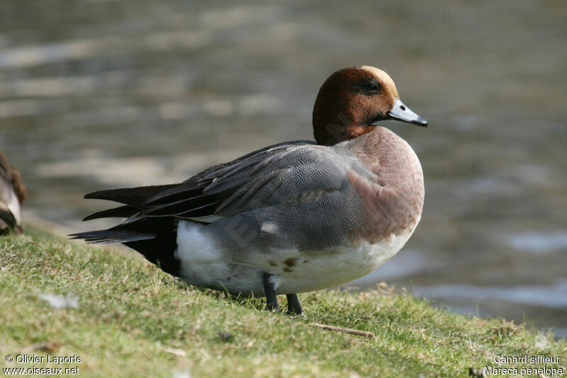 Eurasian Wigeon male, identification