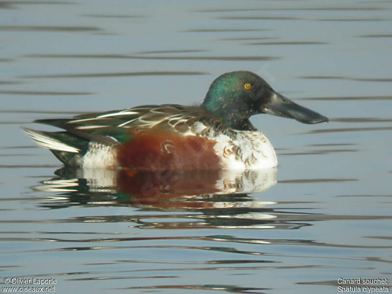 Canard souchet mâle adulte internuptial