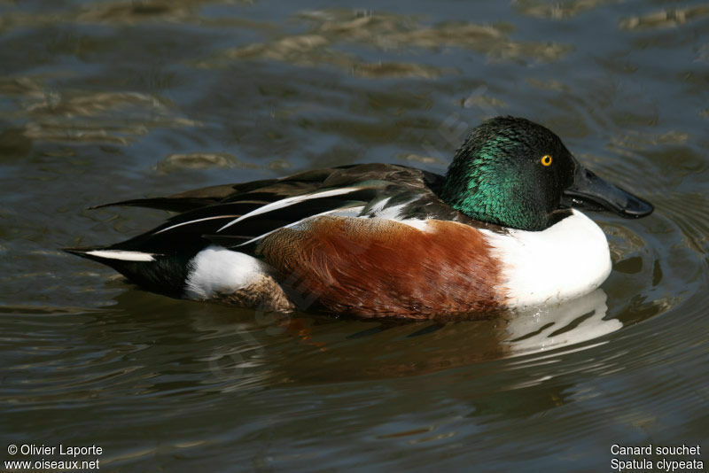 Northern Shoveler male adult, identification