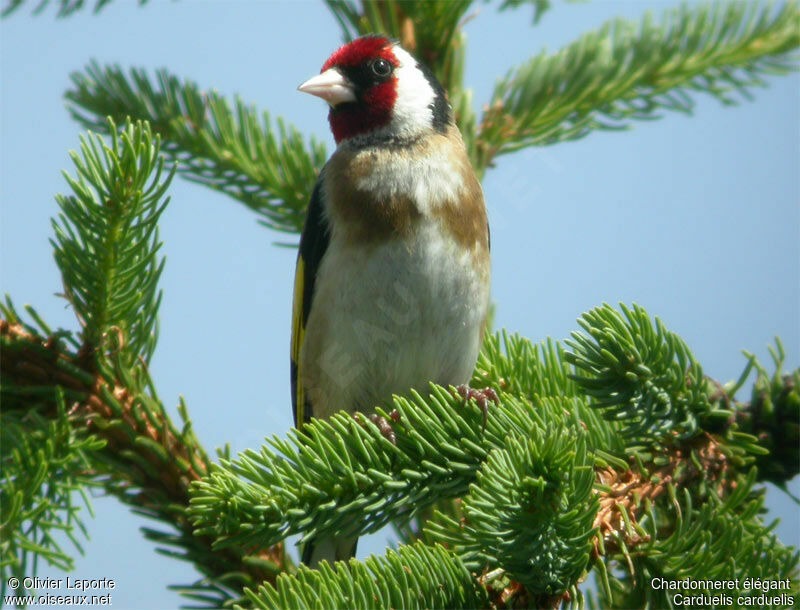 Chardonneret élégant mâle adulte