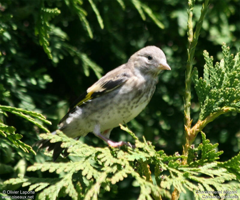 Chardonneret élégantjuvénile