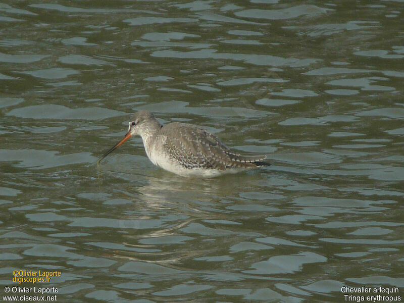 Spotted Redshank