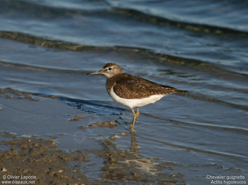 Chevalier guignette, identification