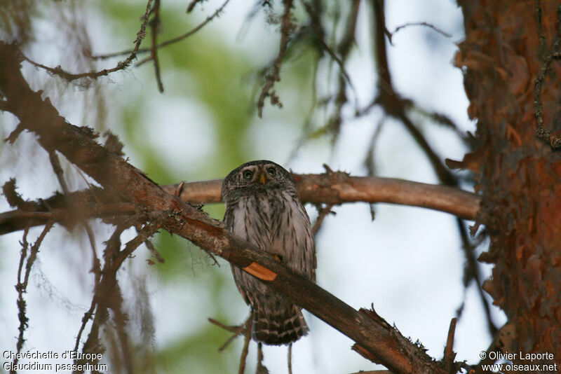 Eurasian Pygmy Owl male adult, identification