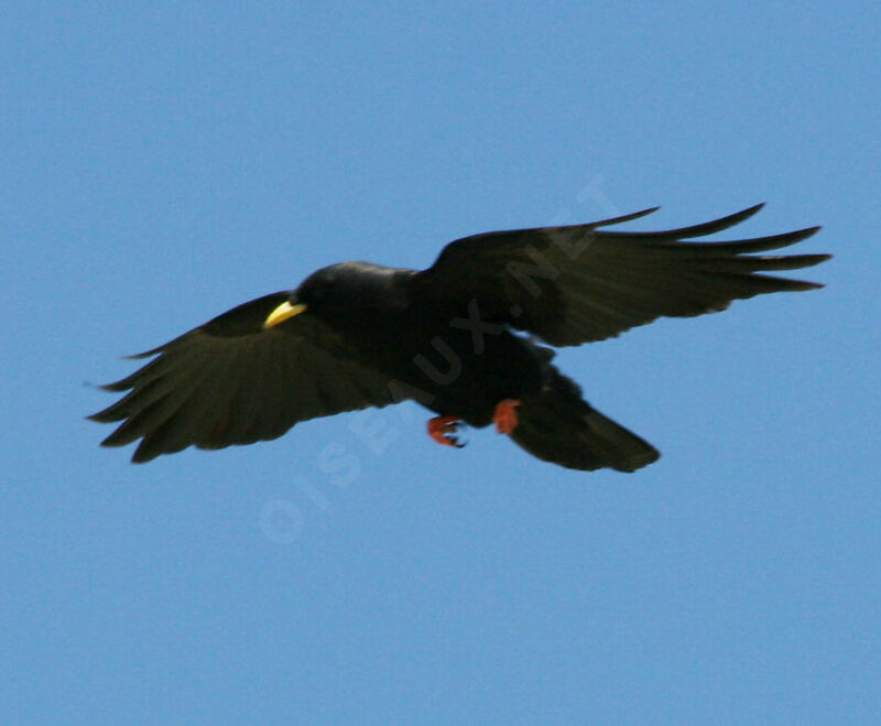 Alpine Chough