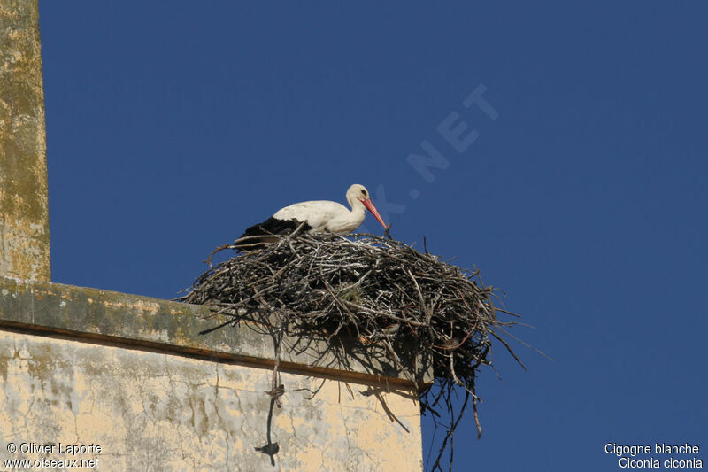 Cigogne blanche, Nidification