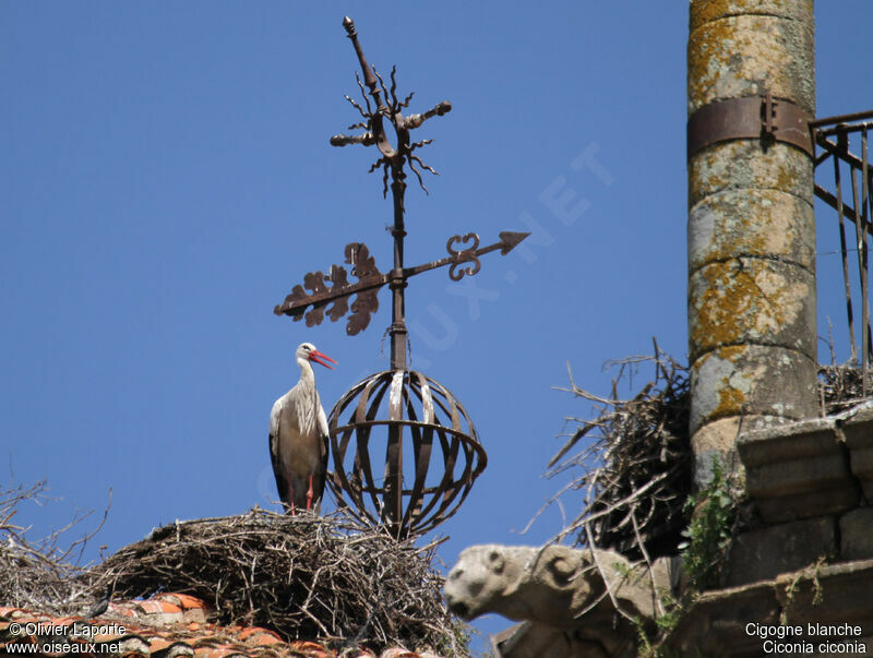 Cigogne blanche, Nidification