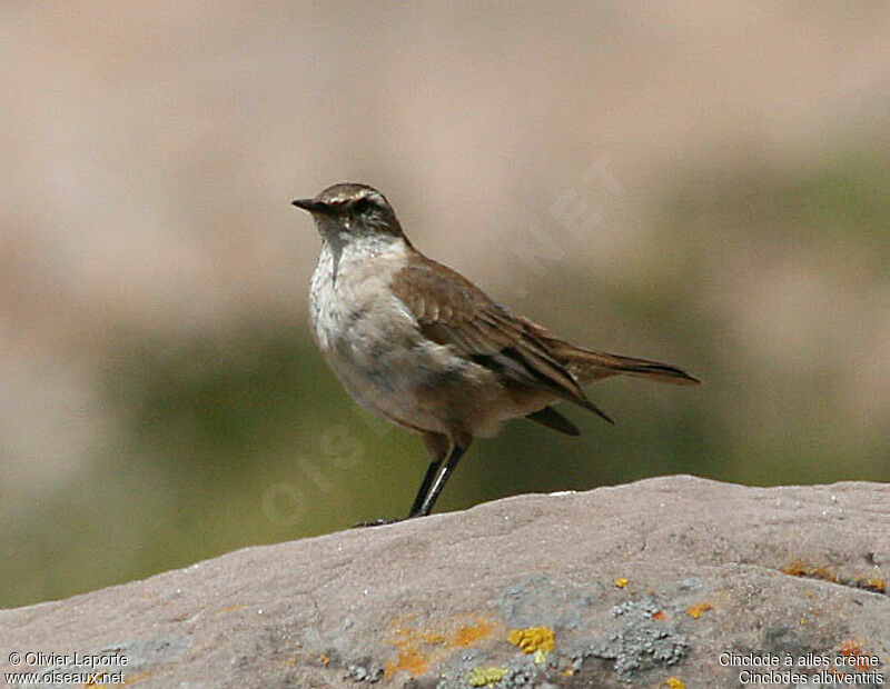 Cinclode à ailes crèmeadulte