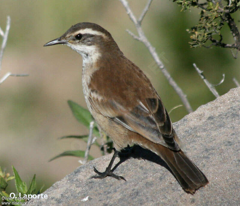 Cinclode à ailes crèmeadulte