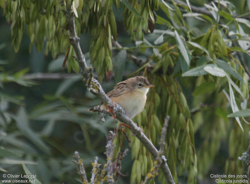 Zitting Cisticola, identification