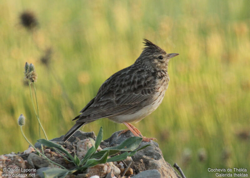 Cochevis de Thékla, identification