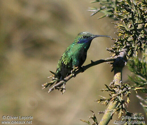 Sparkling Violetear