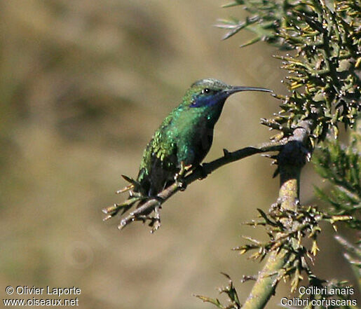 Colibri d'Anaïs