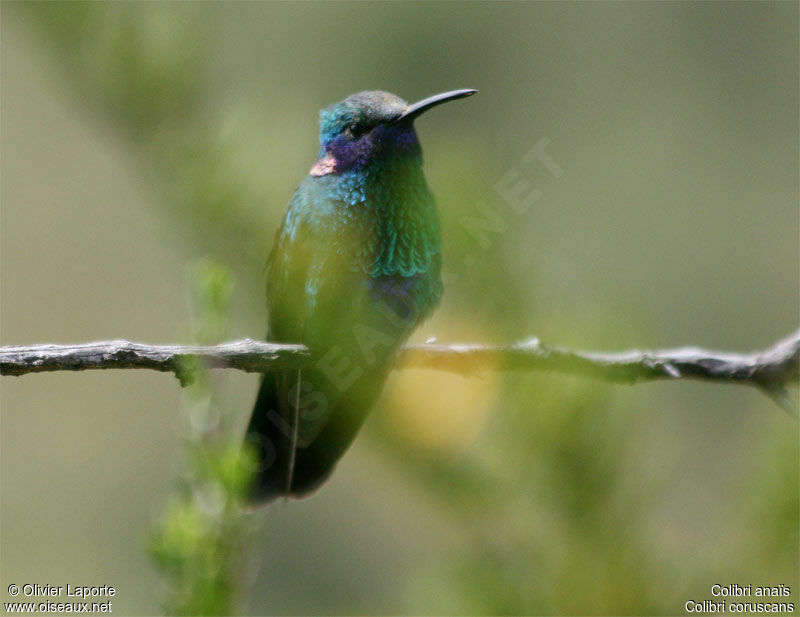 Colibri d'Anaïs