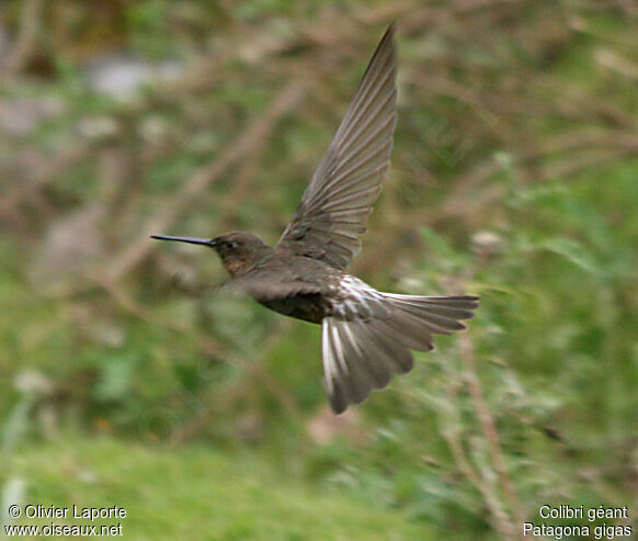 Colibri géant