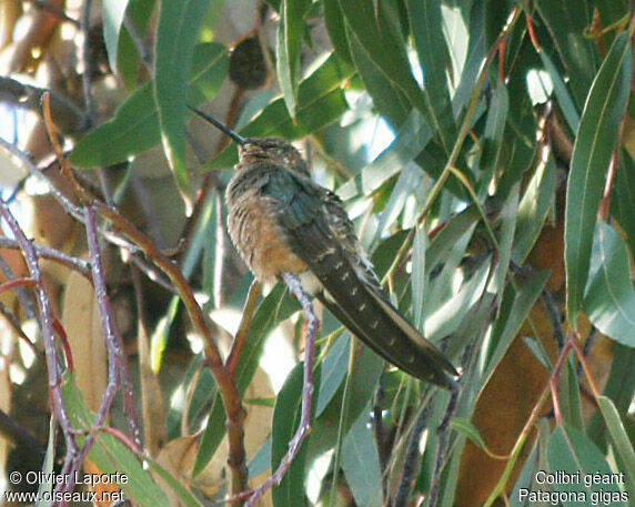 Colibri géantadulte