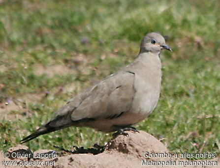 Black-winged Ground Dove