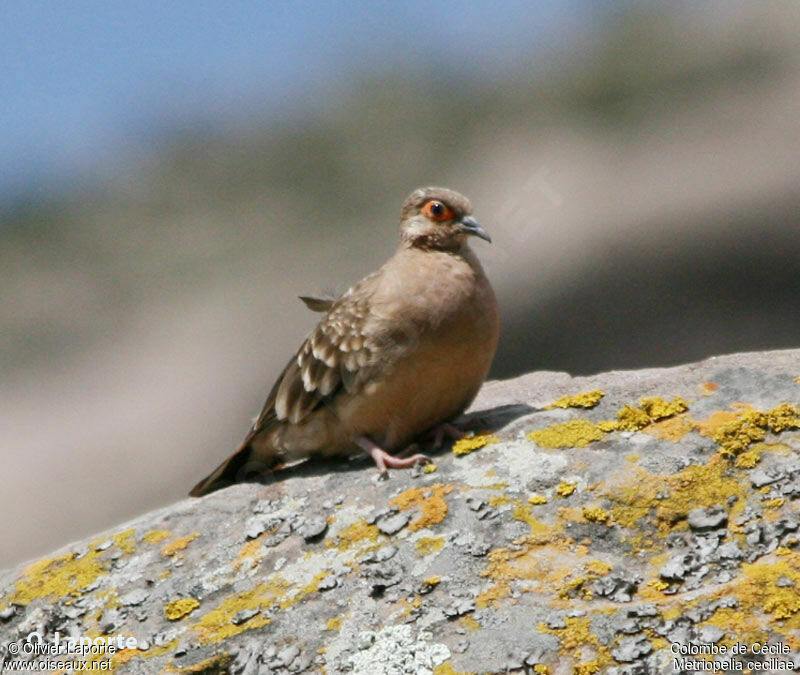 Colombe de Cécile, identification