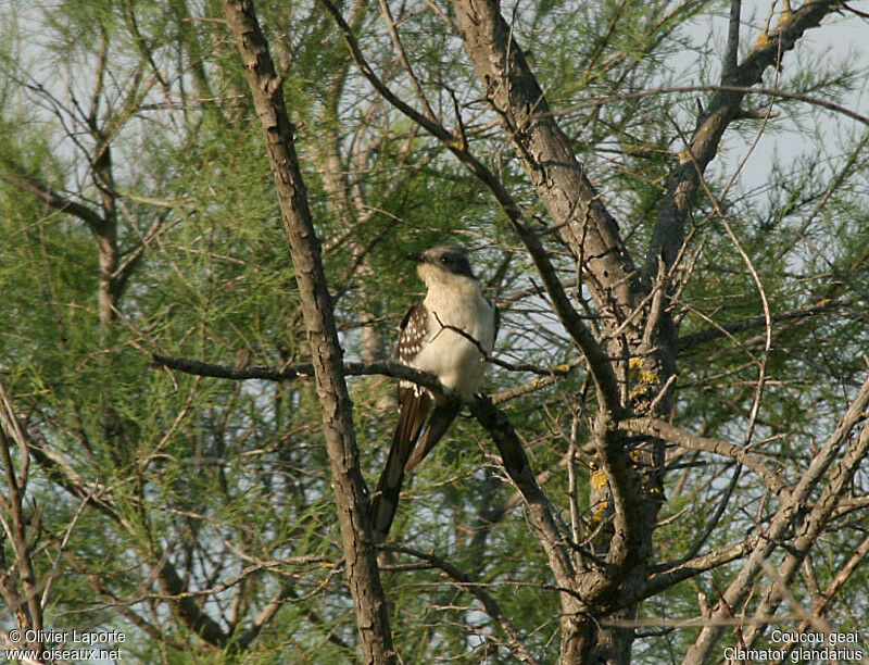 Great Spotted Cuckooadult breeding