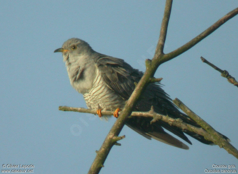 Common Cuckoo